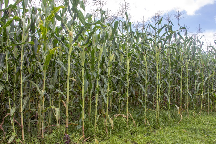 Produtores receberam mais de 3.500 sacas de sementes de milho na safra 2020/2021