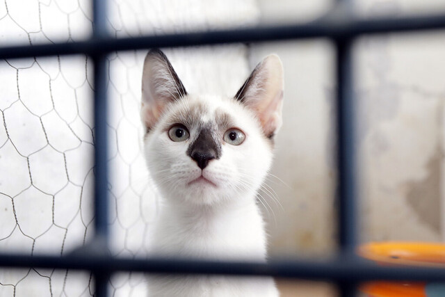 Leve um amigo para casa! Zoonoses tem animais disponíveis para adoção