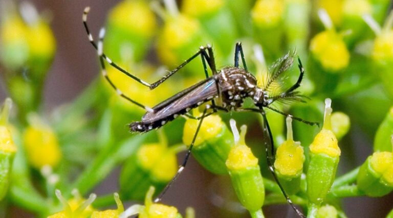 Saúde qualifica médicos para atendimento aos casos de dengue