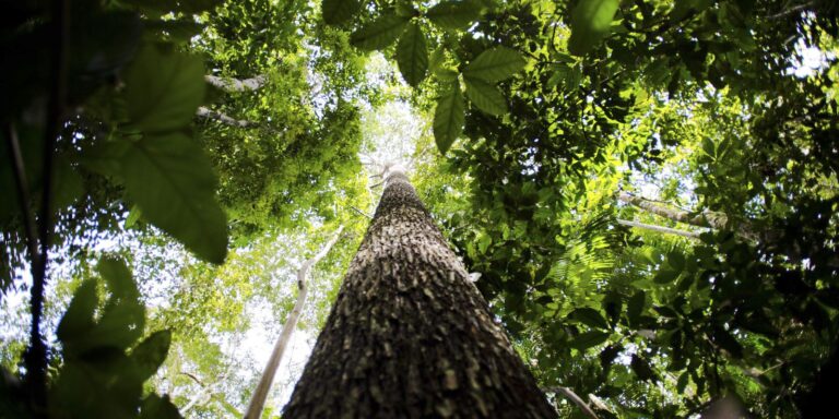 Governo avança em PPI da Floresta Nacional de Humaitá