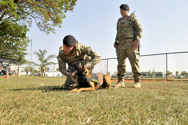 Cães policiais do DF fazem rastreamento de desaparecidos e fugitivos