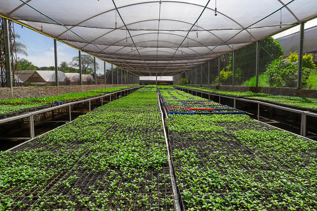 Mais 100 mil árvores serão plantadas em todo o Distrito Federal