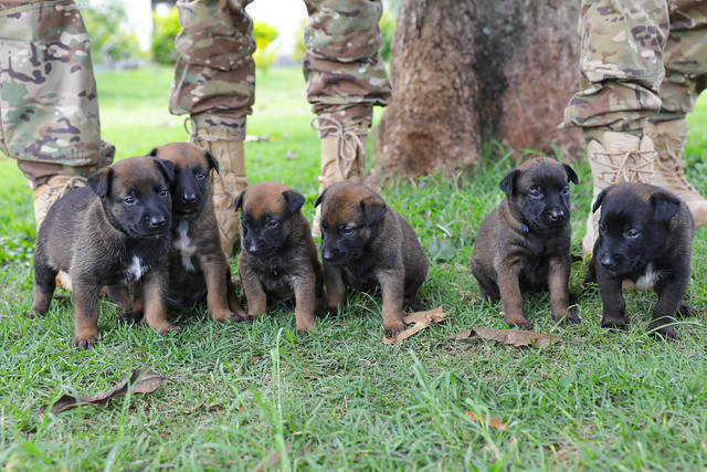 30/03/2024 - Batalhão da PMDF apresenta nova ninhada de cães para treinamento